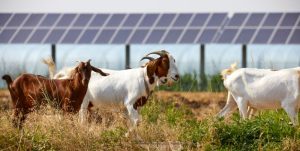 Agrovoltaica, un modelo sostenible para la energía solar